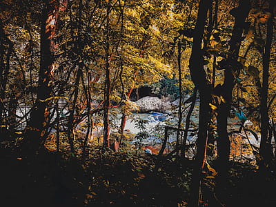 Forest thumbnail