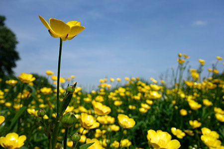 yellow poppies field selective-focus photography at daytime thumbnail