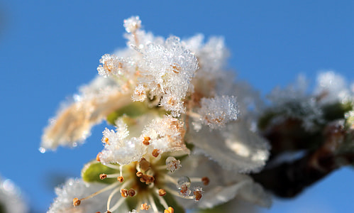 Plum Tree, Prunus Domestica thumbnail