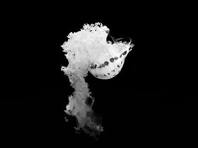 grayscale photo of jellyfish thumbnail