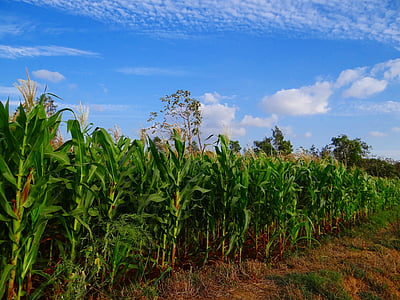corn field thumbnail