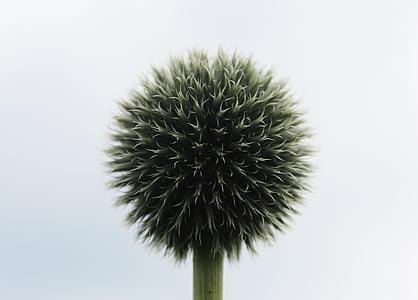 green and black allium flower in close-up photography thumbnail