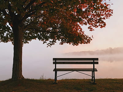 black wooden bench under tree at daytime thumbnail