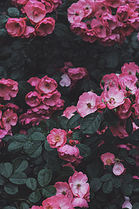 pink flowers thumbnail