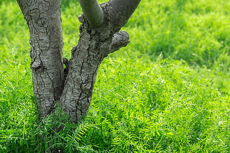 tree surrounded green leafed plants thumbnail