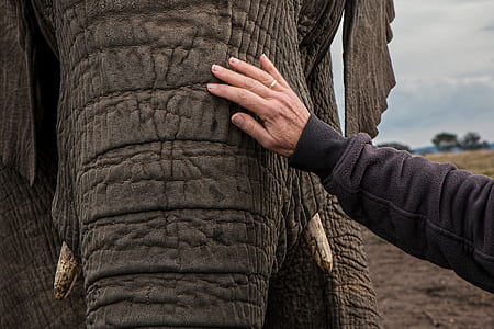 person touching gray elephant thumbnail