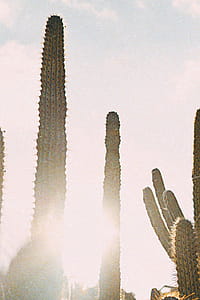 Green Cactus thumbnail
