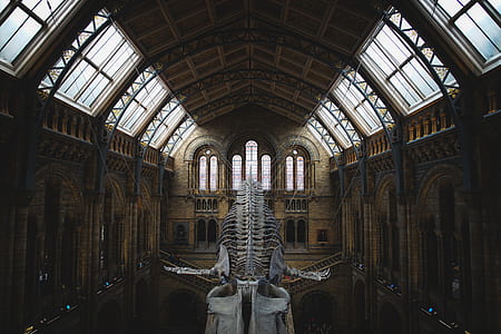 gray dinosaur bones hanging thumbnail