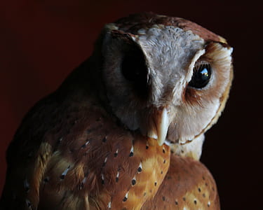bird, animal, beak, looking thumbnail