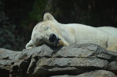 sleeping polar bear lying on gray rock during daytime thumbnail
