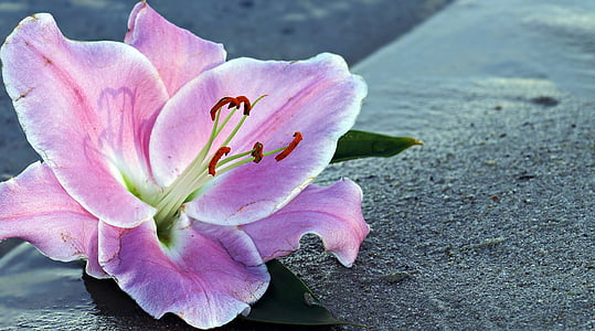 closeup photo of fully bloomed purple petaled flower thumbnail