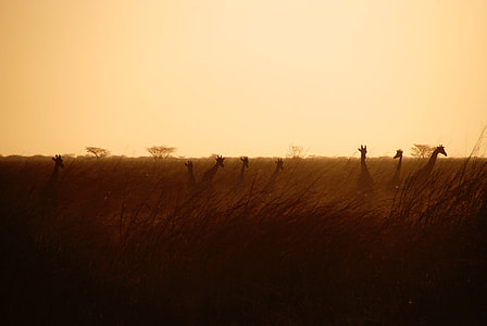 silhouette of giraffe on ground thumbnail