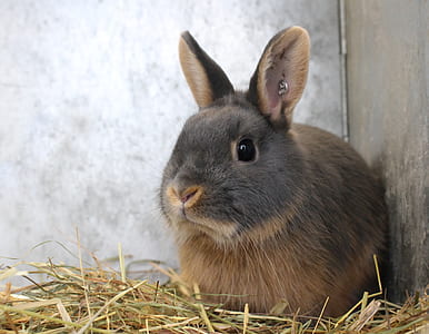 brown rabbit lying thumbnail