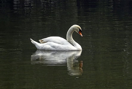 photo of white duck on body of water thumbnail