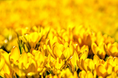 yellow flower lot thumbnail