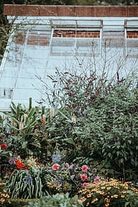 red and blue flowers thumbnail