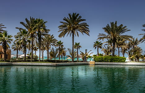 Green Palm Trees Under Clear Blue Sky thumbnail