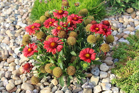green leafed plant with red flowers thumbnail