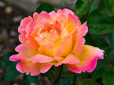 yellow petaled flower thumbnail