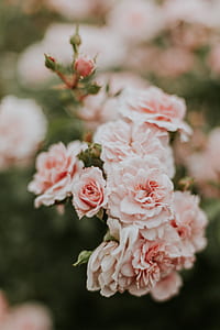 tilt-shift lens photography of pink flowers thumbnail