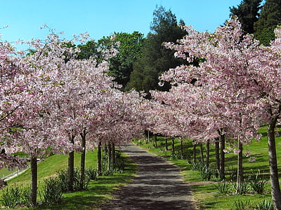 pink cherry blossom trees inline photo taken during daytime thumbnail