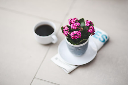 pink flowers on gray ceramic pot on white plate thumbnail