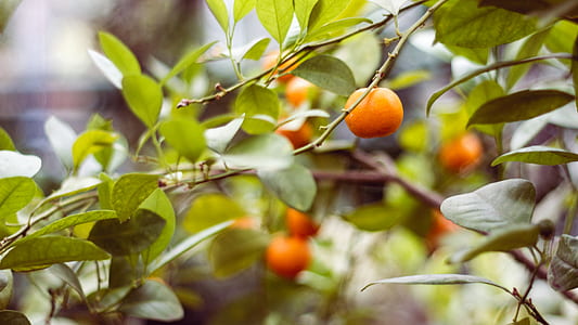 selective focus photography of orange fruit thumbnail