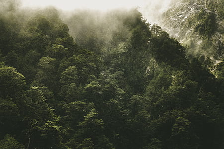 green trees thumbnail