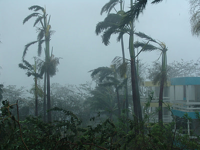 palm trees thumbnail