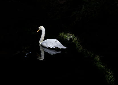 gray swan on body of water thumbnail