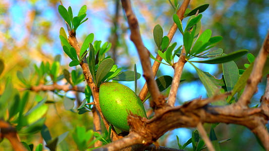 oval green fruit on tree during daytime thumbnail