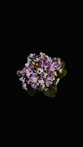 purple and white verbena flower thumbnail
