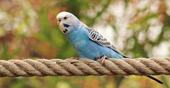 photography of blue and white parakeet thumbnail