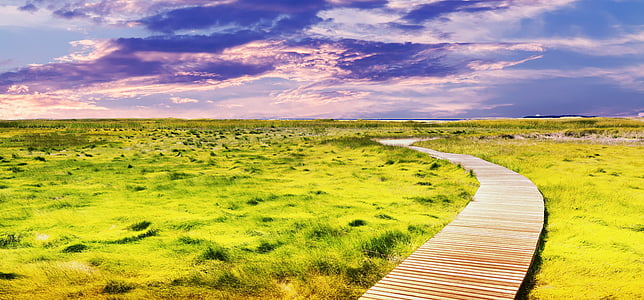 brown wooden pathway surrounded by grass feild thumbnail