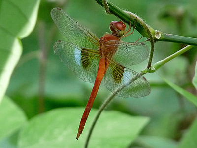 Coral-Tailed Cloudwing, Dragonfly thumbnail