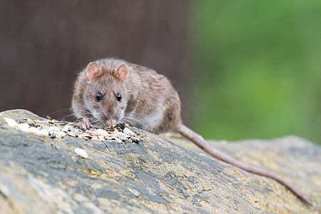 photo of gray rodent on wood log thumbnail