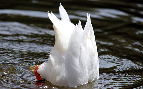 white hen on body of water at daytime thumbnail