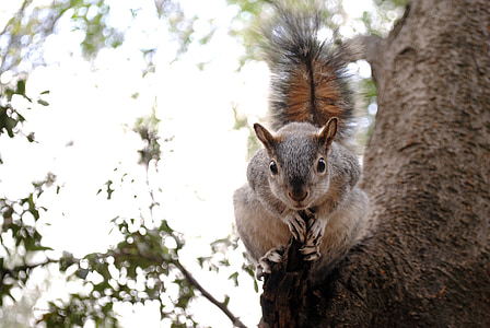 brown squirrel on tree branch thumbnail