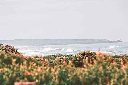 ocean waves across trees thumbnail