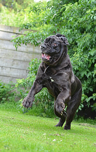 large molosser running on field thumbnail