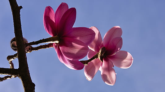pink petaled flowers during daytime thumbnail