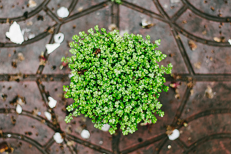 green leaves thumbnail