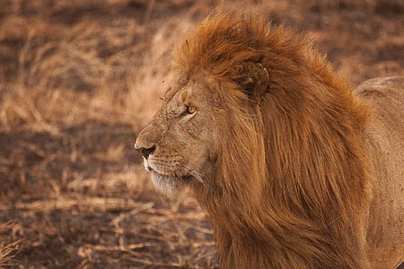 male lion standing on dried grass thumbnail