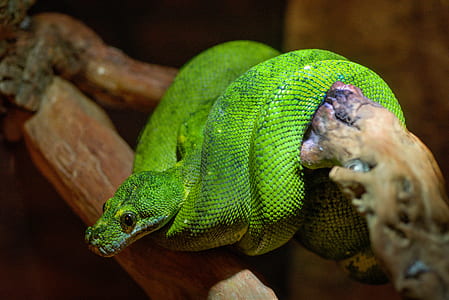 emerald tree boa on grapevine driftwood inside enclosure thumbnail