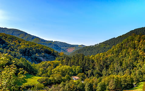wooden house in forest during daytime thumbnail