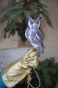 owl perch on human hand thumbnail