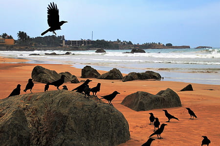 flock of crows standing near rock at daytime thumbnail