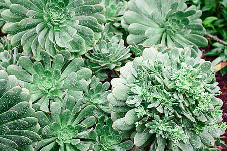 Green Leafed Plants thumbnail