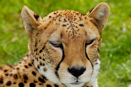 shallow focus photography of leopard thumbnail