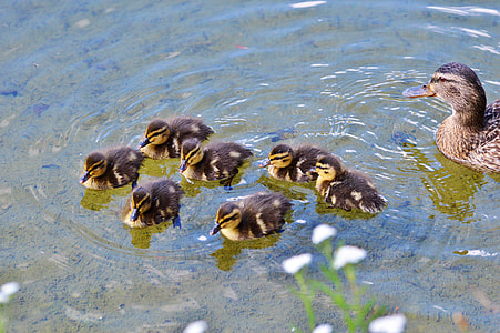 female mallard duck with flock of ducklings on water thumbnail
